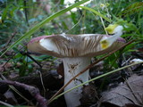 Russula decipiens image
