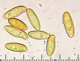 Caloboletus rubripes image
