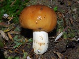Russula novae-zelandiae image