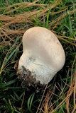 Calvatia cyathiformis image