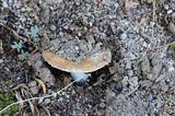 Amanita aprica image