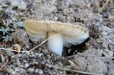 Amanita aprica image