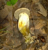 Retiboletus griseus image