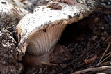 Hygrophorus purpurascens image