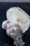 Hygrophorus purpurascens image