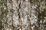 Acrocordia megalospora image