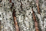 Acrocordia megalospora image