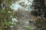 Arthonia polymorpha image