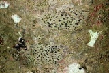 Arthonia polymorpha image
