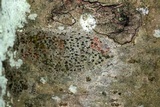 Arthonia polymorpha image
