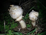 Agaricus texensis image