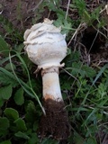 Agaricus texensis image