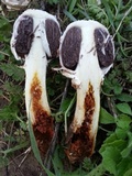 Agaricus texensis image