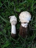 Agaricus texensis image