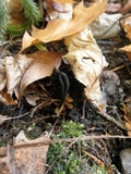 Geoglossum nigritum image