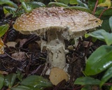 Amanita muscaria var. flavivolvata image