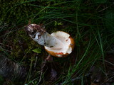 Russula decolorans image