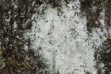 Arthonia radiata image