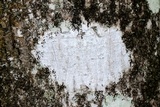Arthonia radiata image