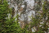 Arthonia radiata image