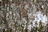 Arthonia radiata image