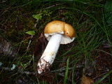 Russula decolorans image