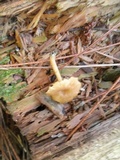 Callistosporium luteo-olivaceum image