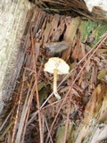 Callistosporium luteo-olivaceum image