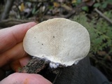 Trametes gibbosa image