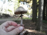 Chlorophyllum rachodes image