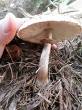 Chlorophyllum rachodes image