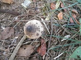 Chlorophyllum rachodes image