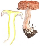 Tricholomopsis rutilans image