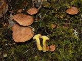 Suillus lakei image