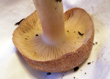 Tricholomopsis rutilans image