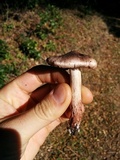 Inocybe adaequata image