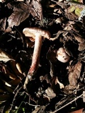 Inocybe adaequata image