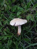 Agaricus comtulus image