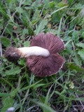 Agaricus comtulus image