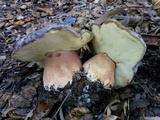 Boletus regineus image