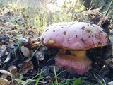 Rubroboletus eastwoodiae image