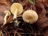 Tricholoma sulphureum image