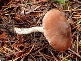 Cortinarius casimiri image