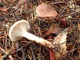 Cortinarius casimiri image