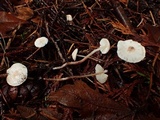 Cystolepiota seminuda image