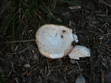 Russula exalbicans image