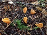 Otidea onotica image