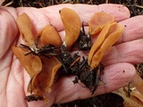 Otidea onotica image