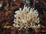 Ramaria pinicola image