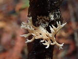 Ramaria pinicola image